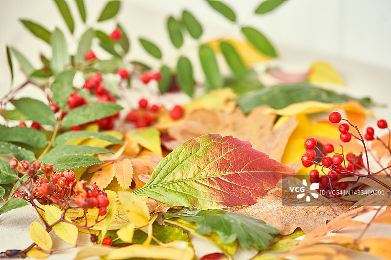 秋天的背景與不同的色彩繽紛的樹葉，羅文漿果和復制空間。秋季背景，選擇性聚焦在綠紅的野葡萄葉。圖片素材