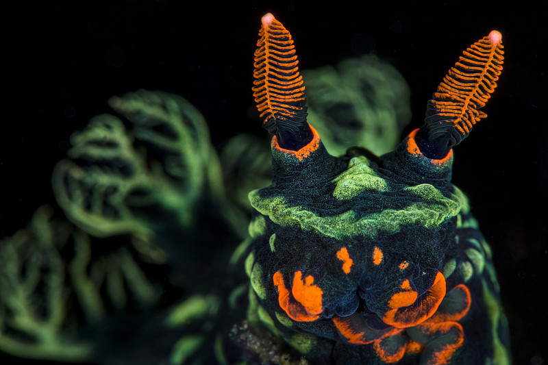 高倍放大的裸體鰓(Nembrotha kubaryana)照片，顯示橙色的口部和感覺鼻管，和綠色的鰓(沒有聚焦)比東，北蘇拉威西，印度尼西亞。摩鹿加海Lembeh海峽。入圍，2014年野生動物攝影師(WPOY)比賽，兩棲類和爬行類。攝影圖片