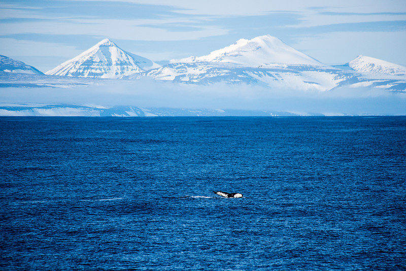 格陵兰岛海洋里自由的鲸鱼图片下载