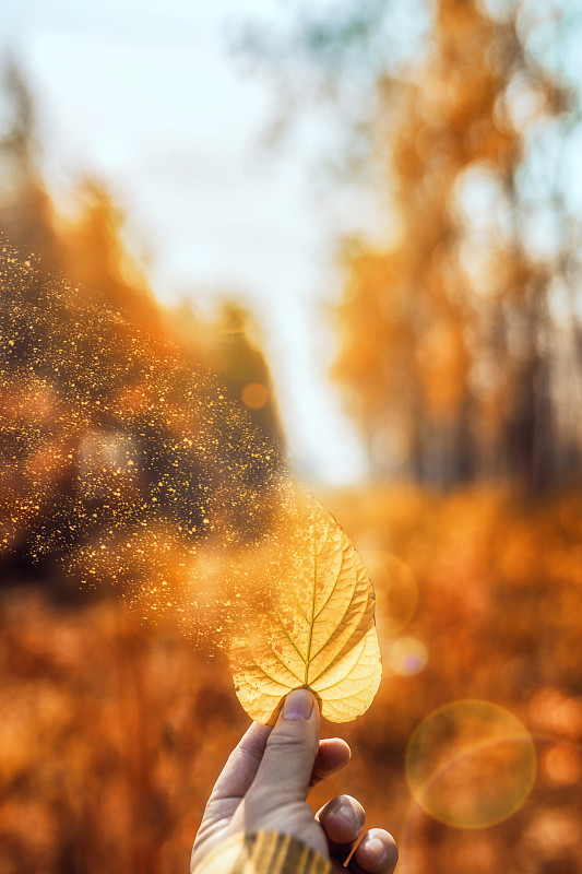 拿起秋天的落葉隨風飄散圖片素材