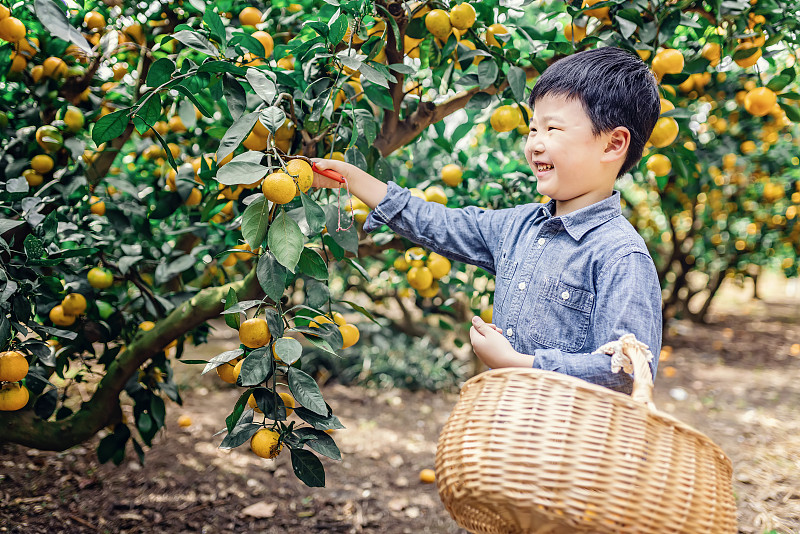 亞洲男孩在果園里采摘有機橙子圖片素材