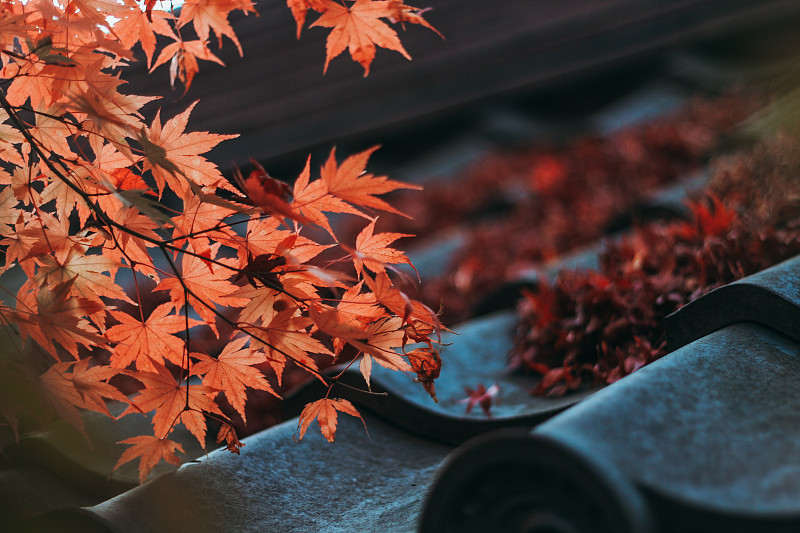 秋天楓葉的特寫圖片素材