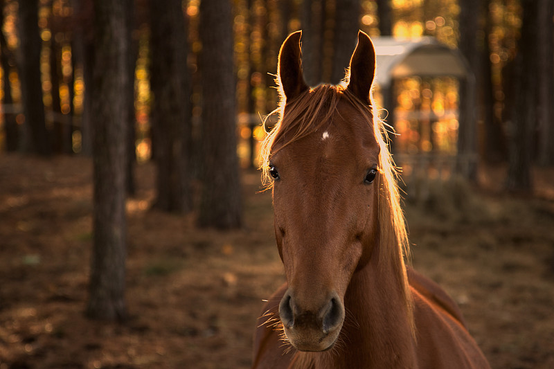 近距離的肖像馬在秋天的森林圖片素材
