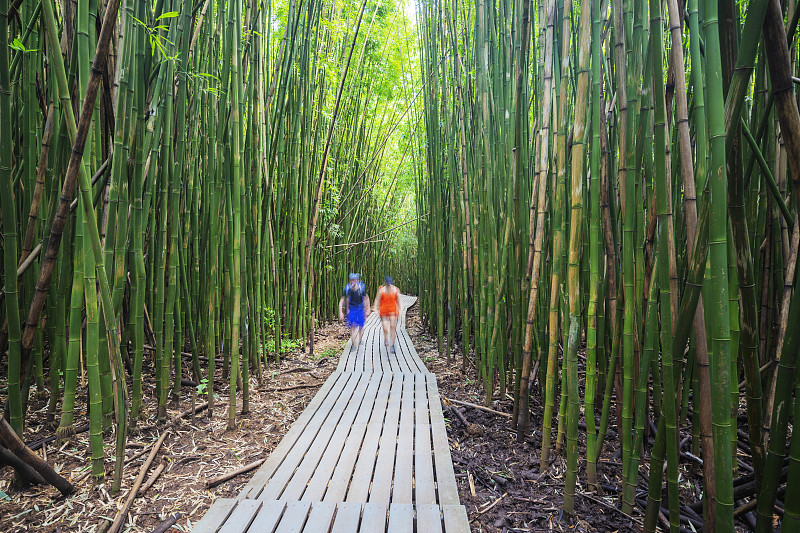 美國夏威夷毛伊島哈雷阿卡拉國家公園竹林中的皮皮圍步道上的徒步旅行者圖片素材