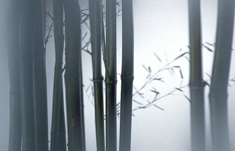 霧色中的竹林圖片素材