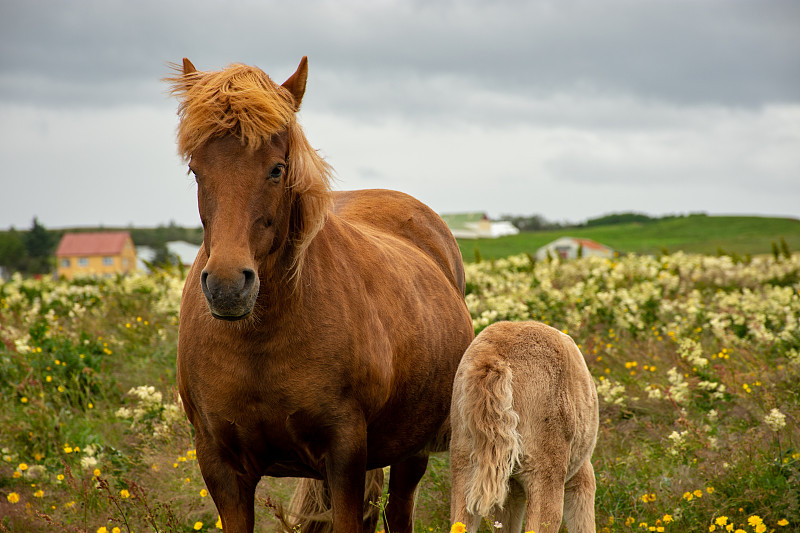 冰島Vestmannaeyjar，馬站在田野上的照片攝影圖片
