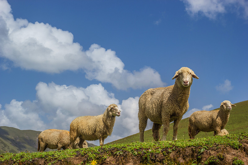 草原上的羊，巴法，巴基斯坦圖片素材