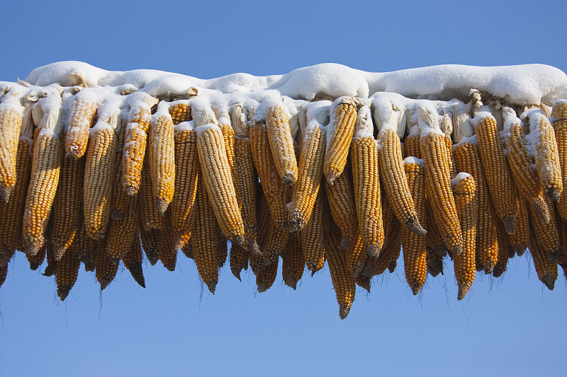 玉米芯被雪覆蓋，雪村，黑龍江省，中國圖片素材