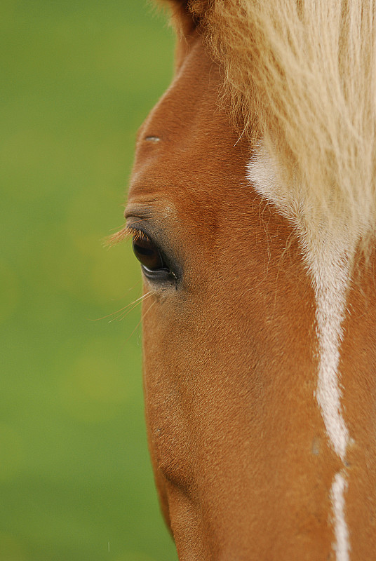 特寫的馬,冰島圖片素材