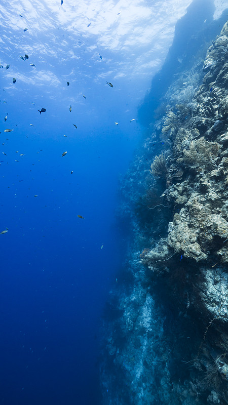 低角度的熱帶魚在海里游泳圖片素材