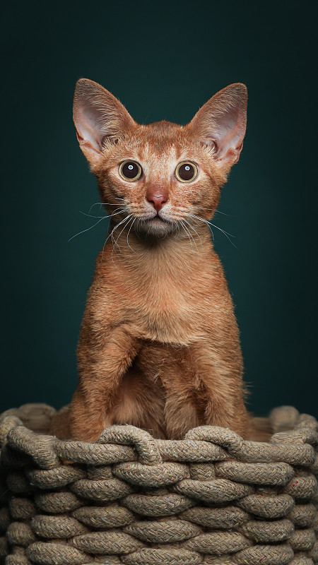 阿比西尼亚猫肖像图片下载