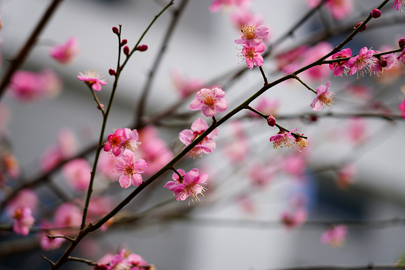 春天粉色梅花盛開圖片下載
