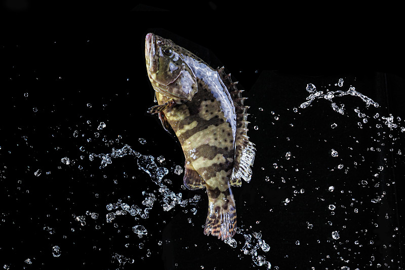 水花中跳跃的石斑鱼老虎斑图片下载