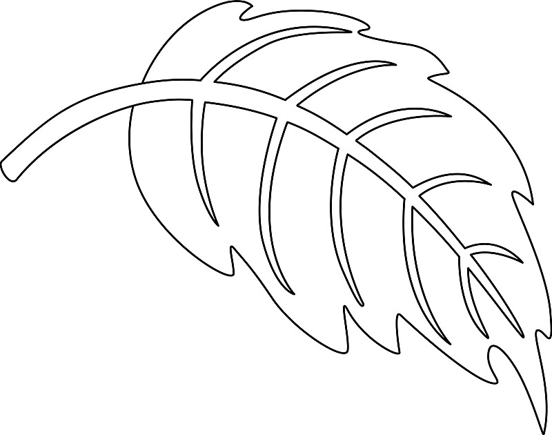 繡球花葉植物-線形圖插畫圖片