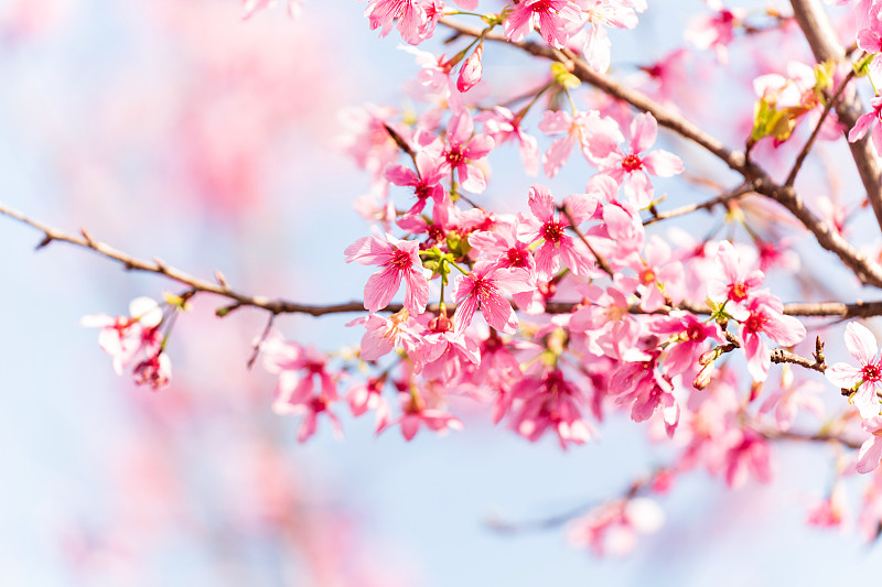 盛开的粉红色樱花图片下载