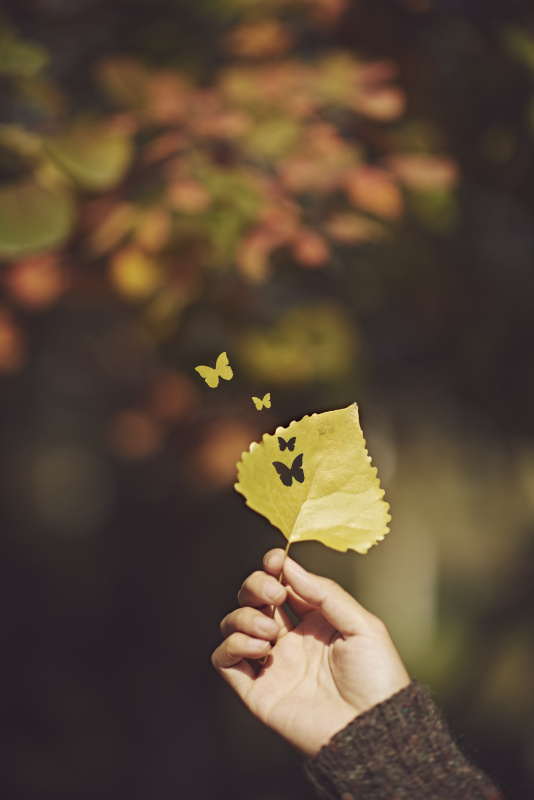 人捧著葉子，陽光照在葉子上圖片素材