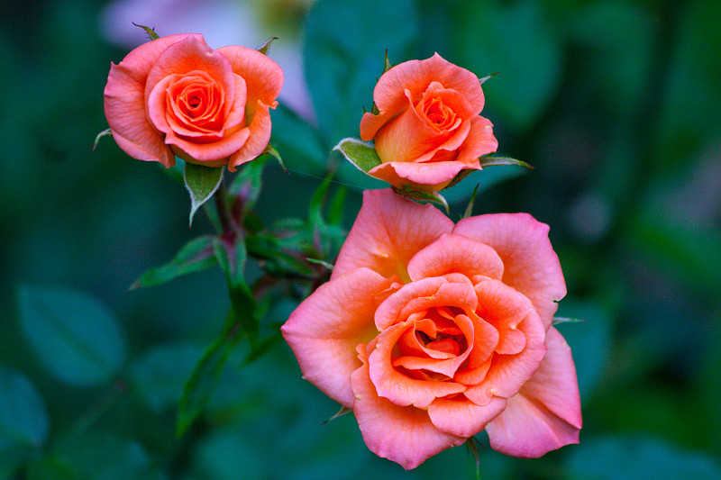 三朵粉紅色的玫瑰靠近了花園圖片素材