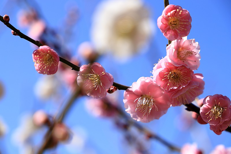 低角度觀看日本杏花枝上圖片下載