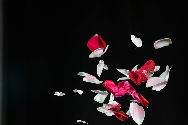 新鮮的紅色和粉紅色的玫瑰花瓣在半空中跳舞與高速同步捕捉?！皀圖片素材