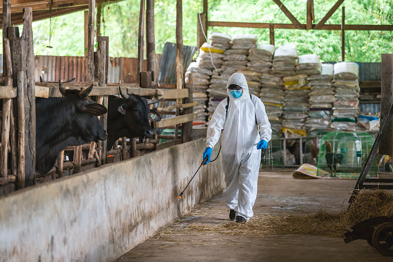 日本和牛農場的清潔和消毒，亞洲農民穿著防護服，戴口罩和噴淋袋圖片素材
