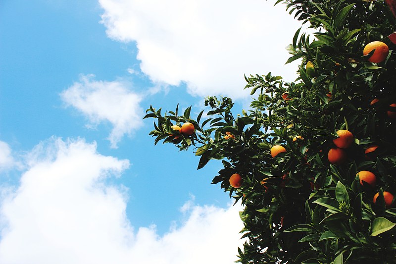低角度的橘子樹對天空圖片素材