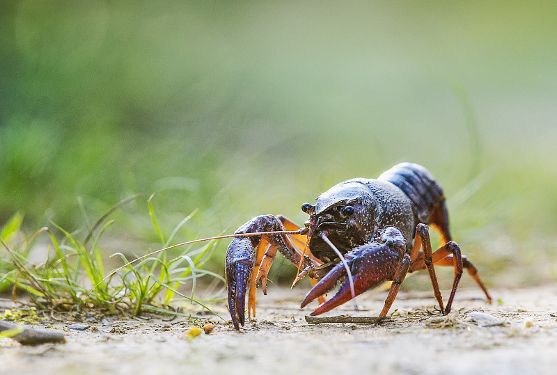 可愛的小龍蝦在賓夕法尼亞州Exton公園的小路上散步的特寫圖片素材