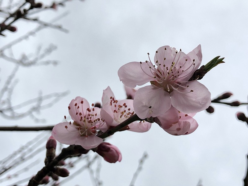粉紅色櫻花的特寫圖片素材
