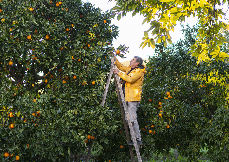在橘子地里工作的資深農民圖片素材