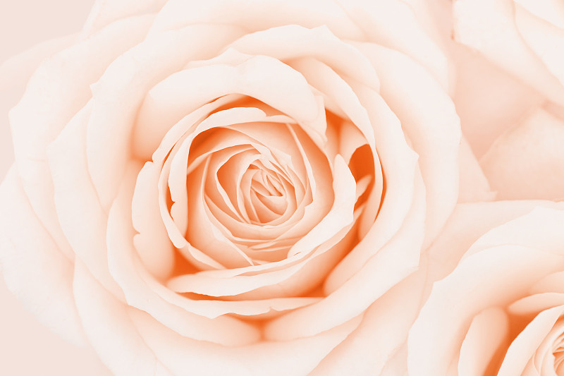 近距離的玫瑰花，精致的宏觀花瓣桃色奶油粉彩，自然的花卉背景。鮮嫩盛開的玫瑰。選擇焦點花卉卡片，自然花卉設計明信片圖片下載