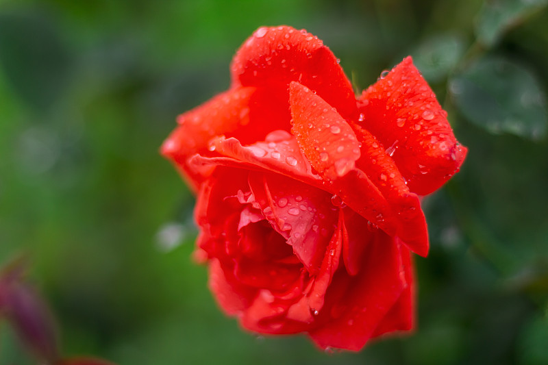 雨中的紅玫瑰特寫。攝影圖片