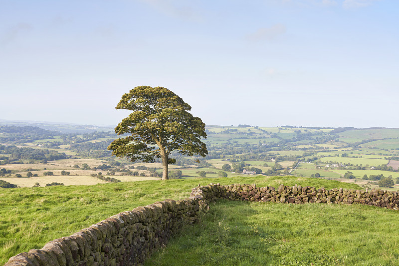 山上孤獨的橡樹，背景是英國鄉村攝影圖片