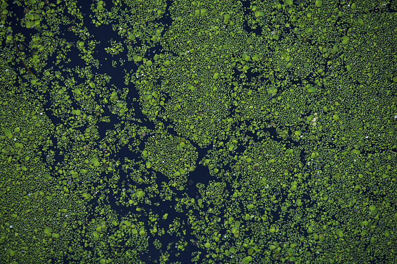 從上面看到水面上的海藻攝影圖片
