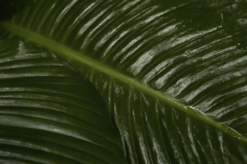 全幀視圖潮濕的熱帶樹葉攝影圖片