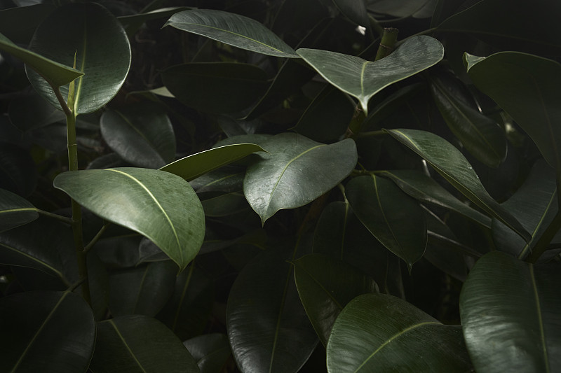 熱帶樹葉的全幀視圖攝影圖片