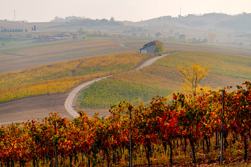 穿過科利·皮亞琴蒂尼山的公路，秋天的葡萄園攝影圖片