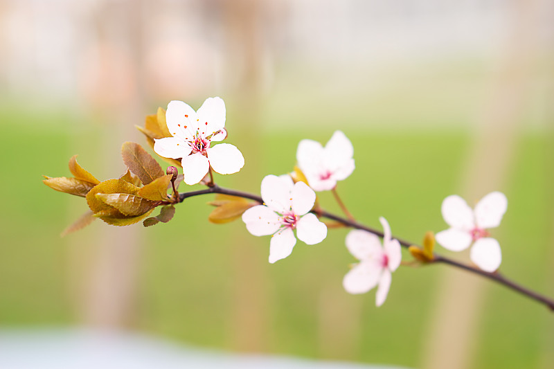 选择性聚焦美丽的樱花枝与粉红色的春天图片下载
