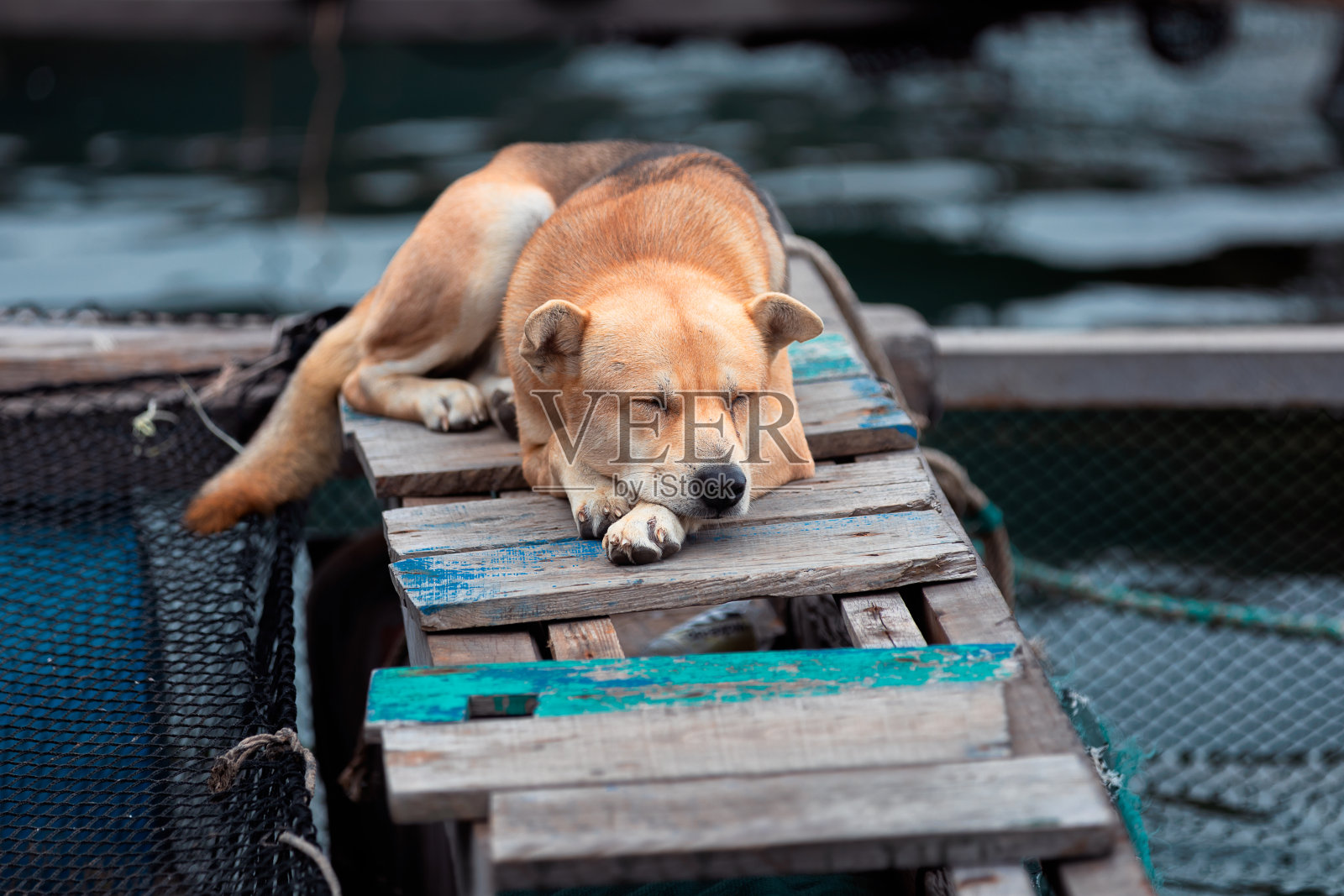 在兰哈湾，一只看门狗睡在水上村庄的木板上照片摄影图片