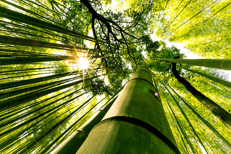 日本京都嵐山竹林圖片素材