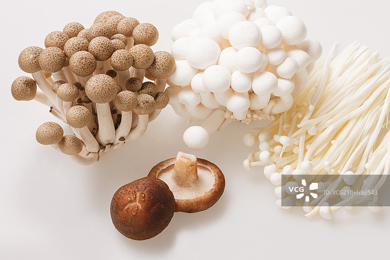 各种蘑菇图片素材