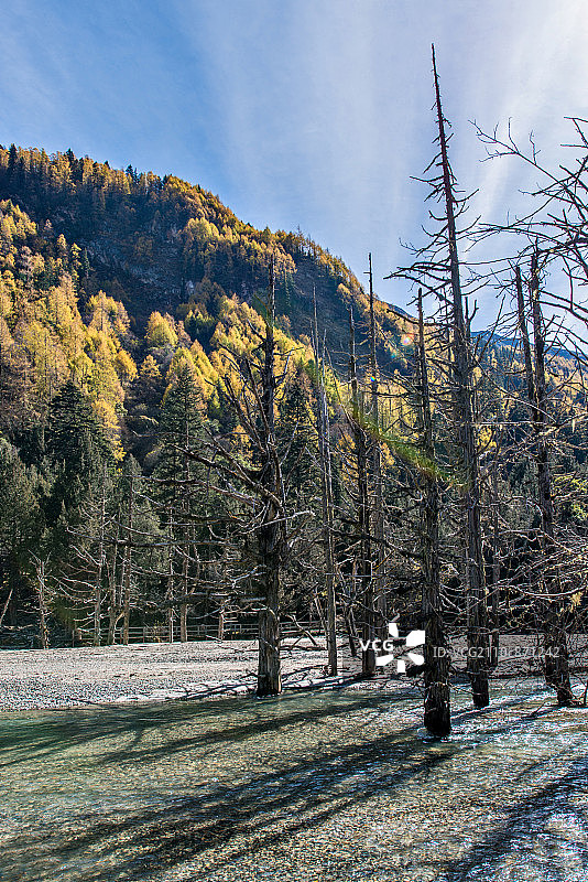 山谷中的河流与枯树图片素材