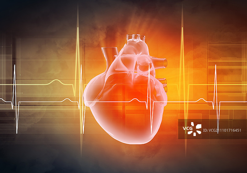 人类的心脏跳动。心脏的虚拟图像与心电图图片素材