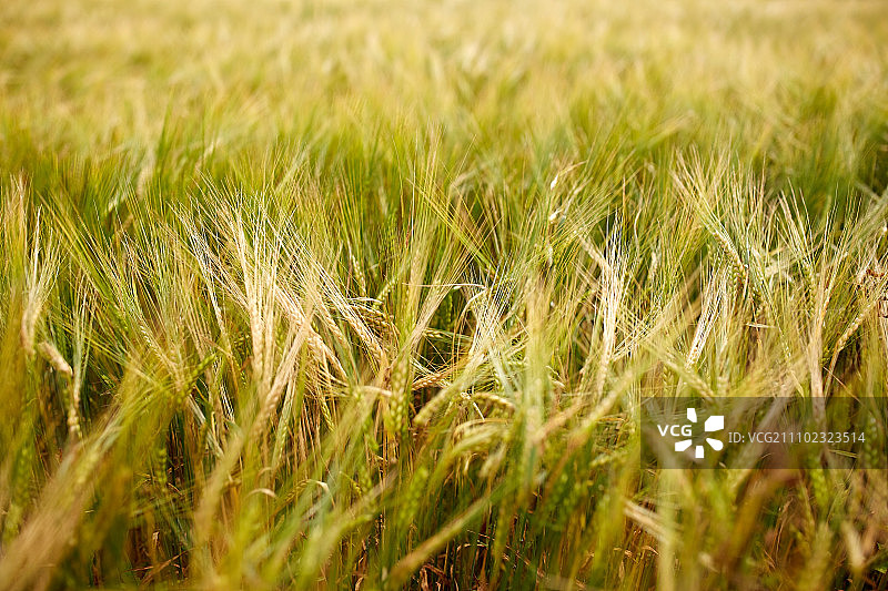 自然，夏季，收获和农业概念-谷物田与成熟黑麦或小麦的小穗图片素材