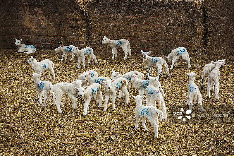 一群身上涂着蓝色数字的新生羊羔站在马厩的稻草上。图片素材