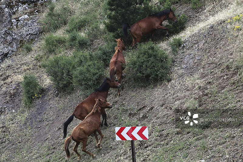 土耳其Spil Dagi国家公园的野马图片素材