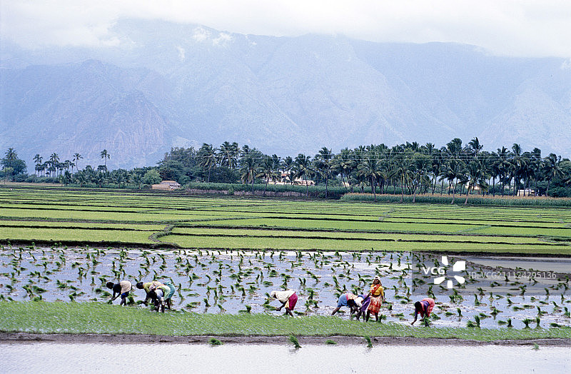 在印度南部的稻田里劳作的农民图片素材