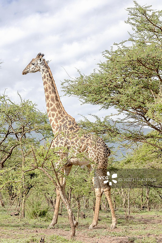 非洲坦桑尼亚塞伦盖蒂的恩戈罗戈罗火山口的一只长颈鹿图片素材