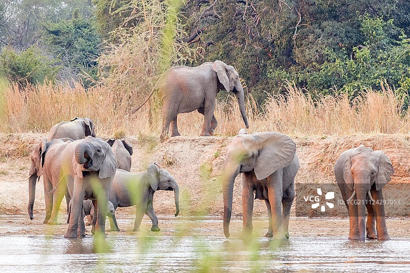非洲赞比亚，水坑旁的大象图片素材
