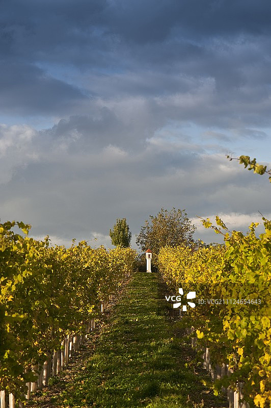 奥地利瓦格拉姆葡萄酒产区的葡萄树的过渡图片素材