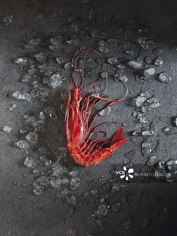 卡宾内罗(一种红色国王虾)图片素材