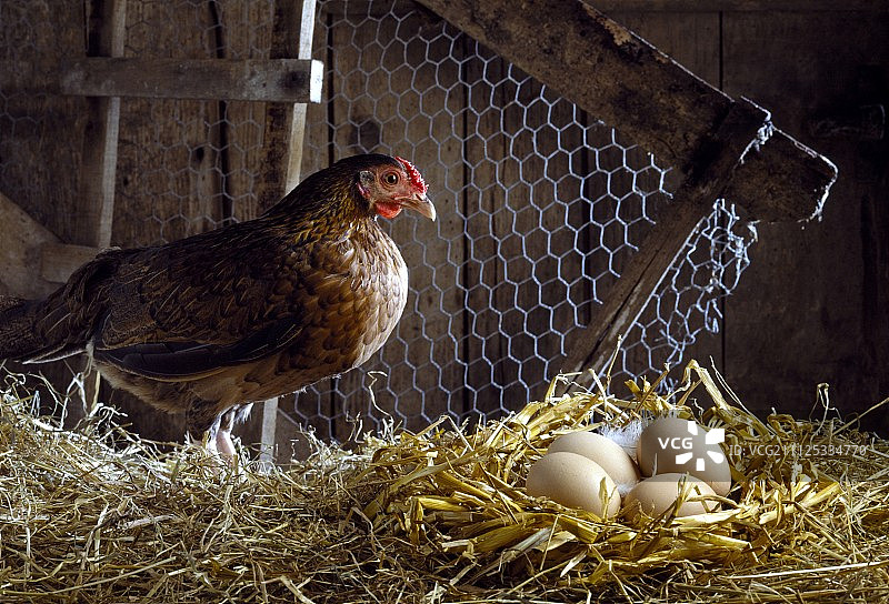 鸡蛋和母鸡，稻草和铁丝网图片素材